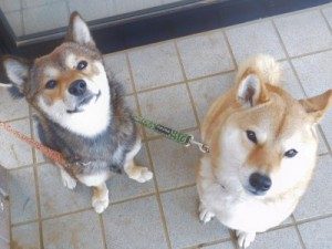 けんじ歯科医院の２匹の看板犬（エヴァとアスカ）